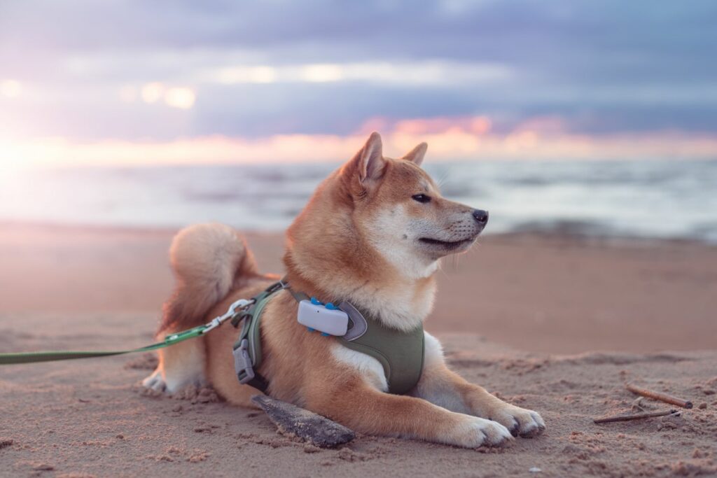 tracker-hund