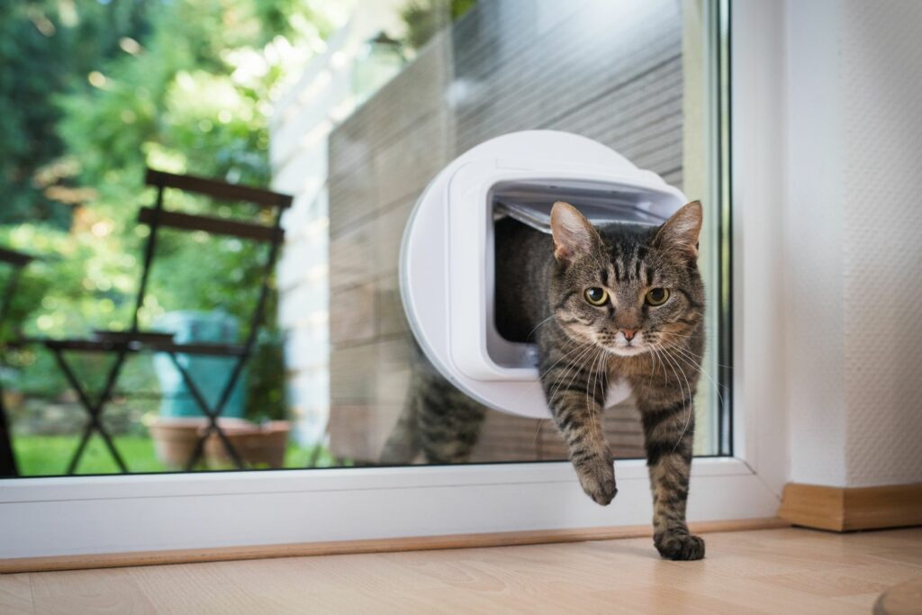 GPS Tracker Haustiere Spotter Katze