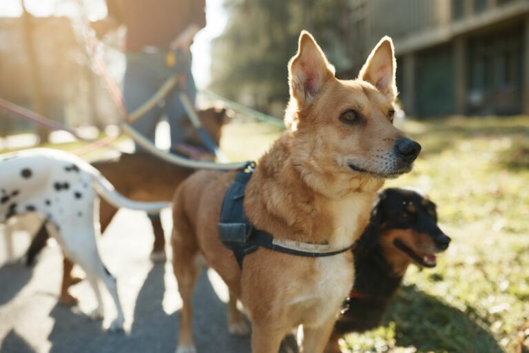 GPS Tracker Hunde Combi Protect