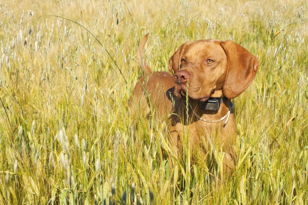 GPS Tracker Hunde Combi Protect Hund