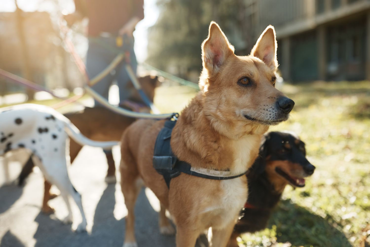 Tractive GPS Tracker für Hunde jetzt kaufen