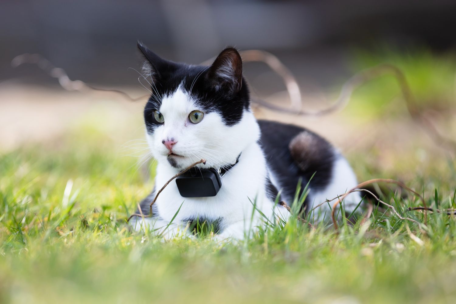 GPSTracker für Katzen Die besten Anbieter im Test 2024