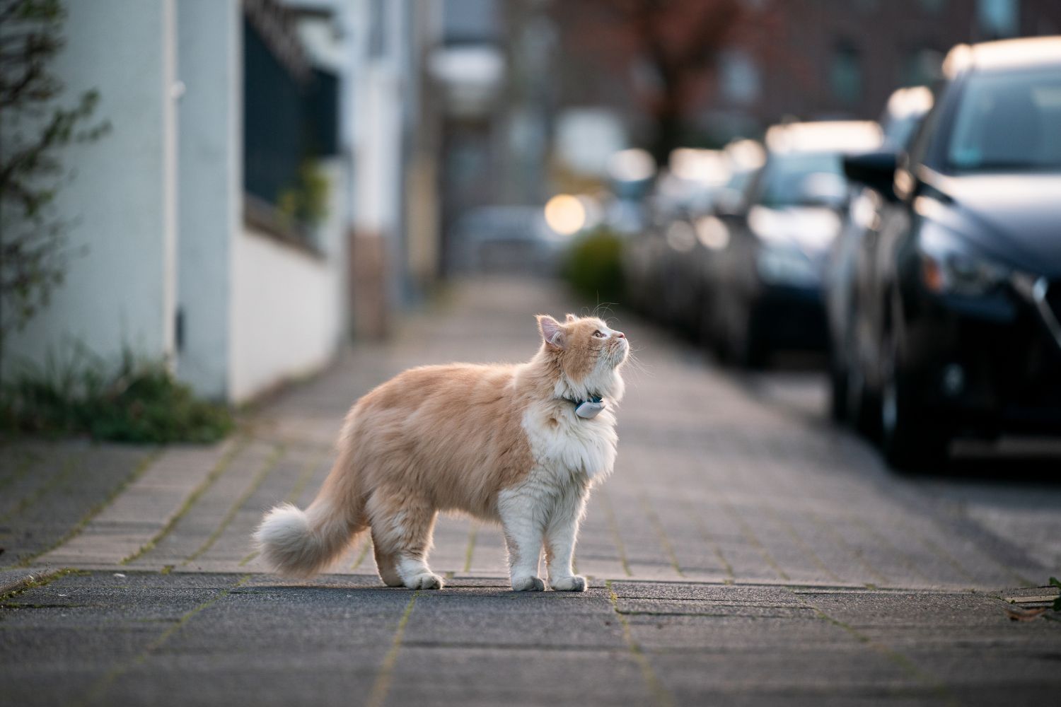 Das unerwartete Outdoor-Leben unserer Hauskatzen