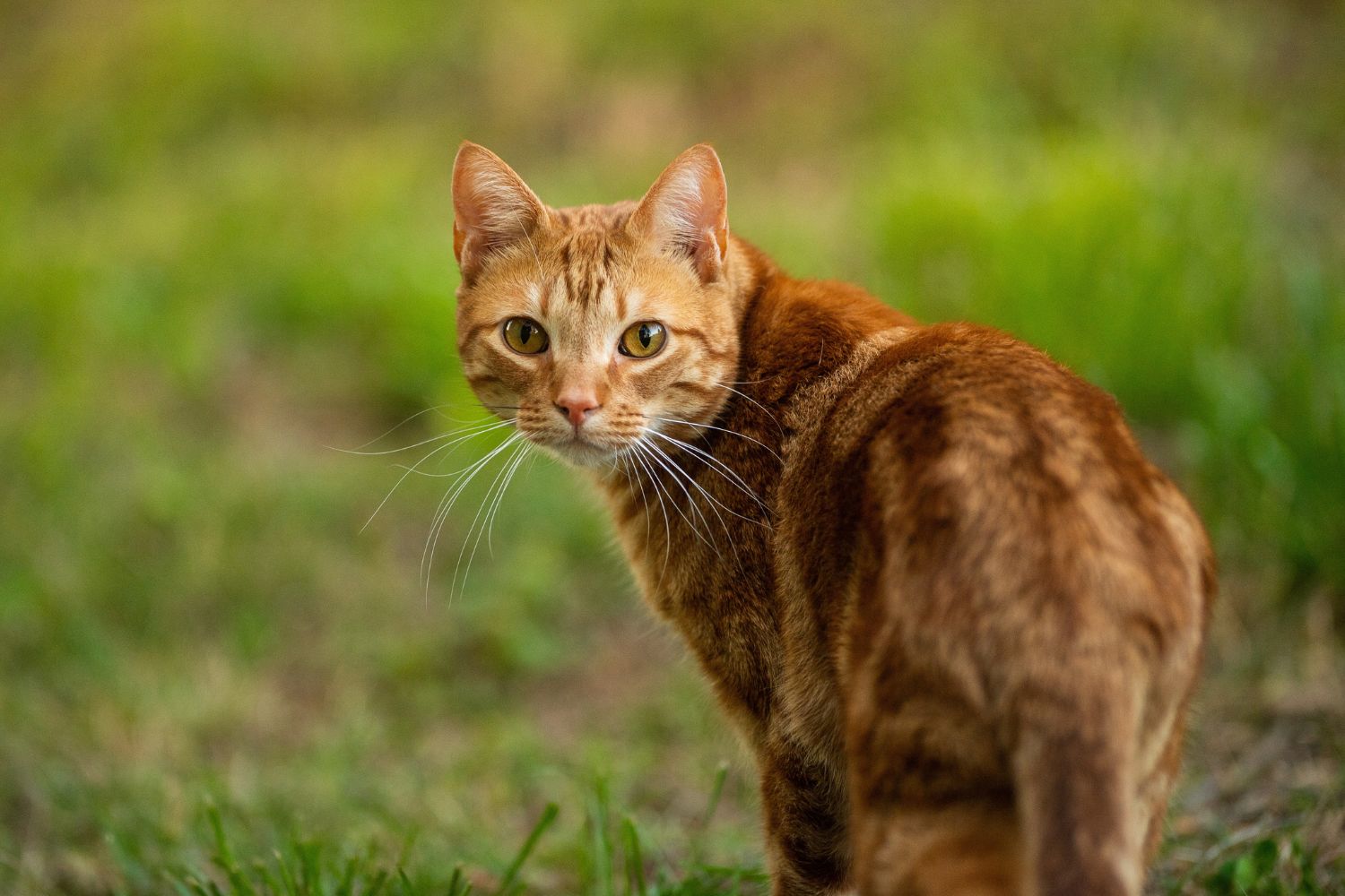 Auf leisen Pfoten: Die geheimen Abenteuer unserer Hauskatzen