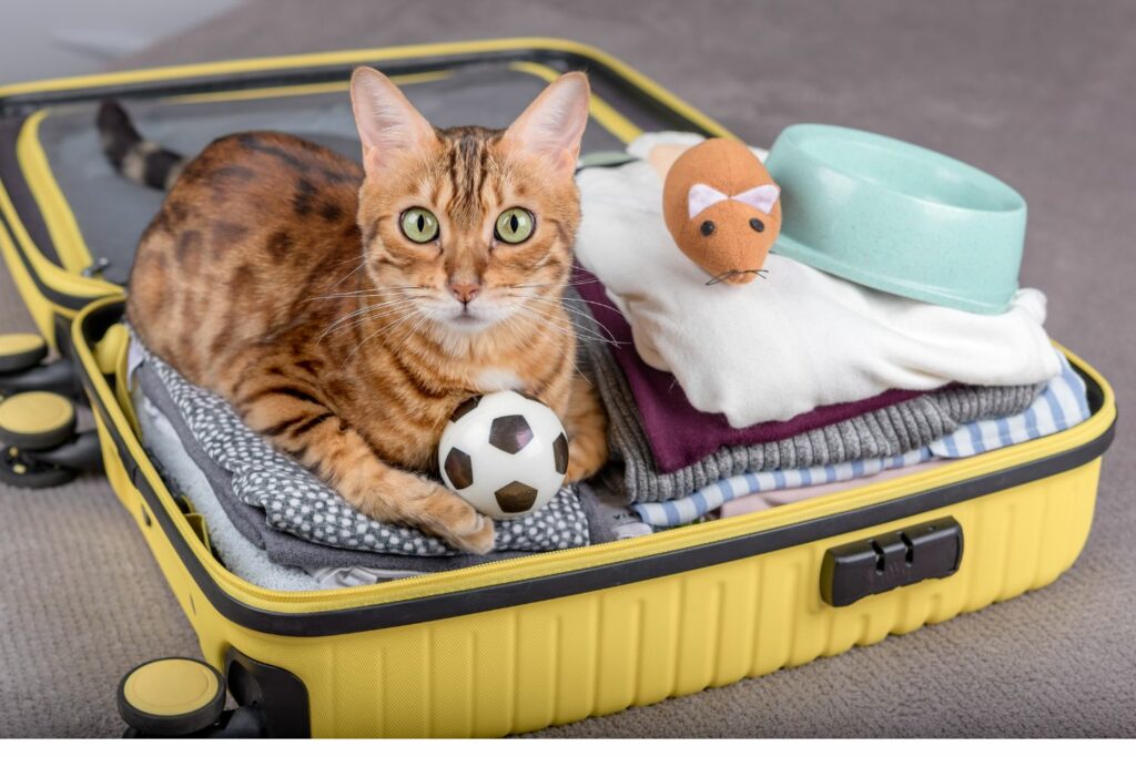 Reise mit Haustier Katze