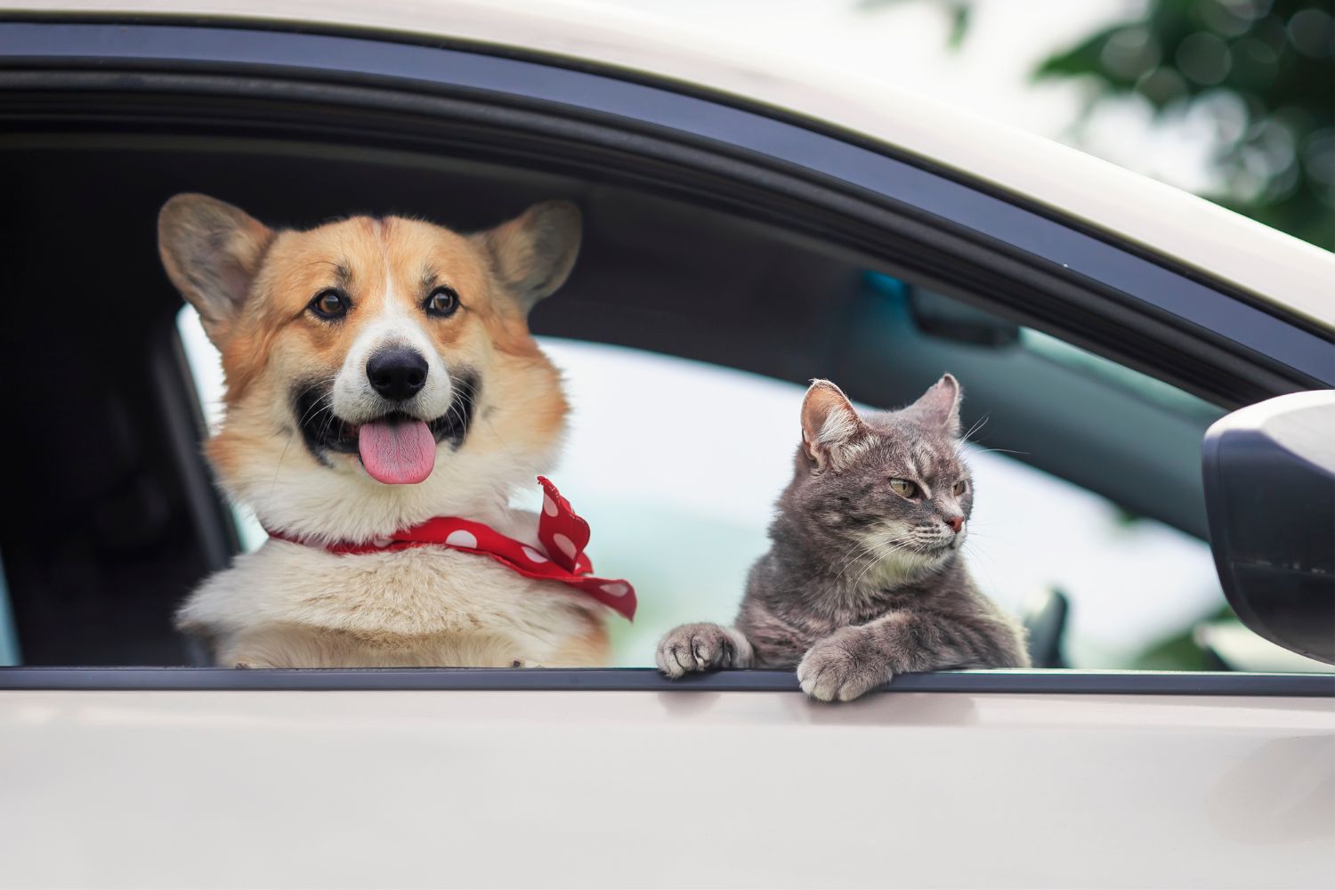 Unterwegs mit Wauzi und Mieze: 10 Tipps für stressfreie Autoreisen mit Ihrem Haustier