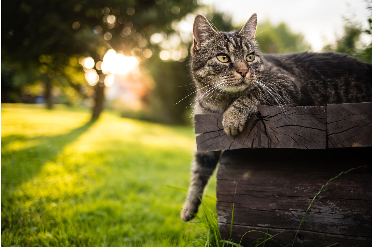 Katzen an Freigang gewöhnen: Tipps und Tricks