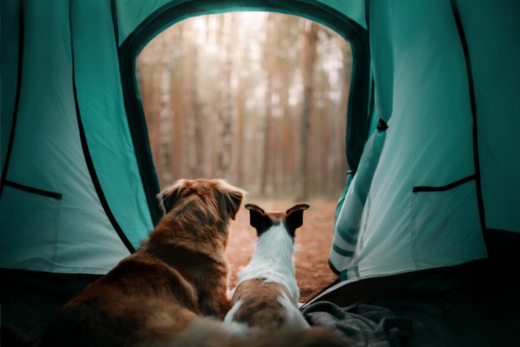 Camping mit Hund: Zelt im Garten