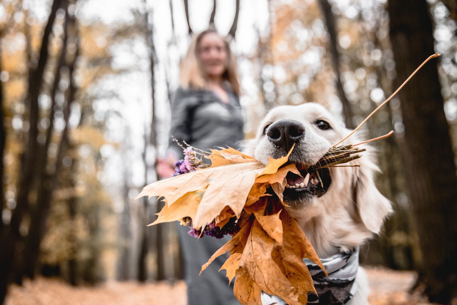 Hund & Familie: 7 Tipps für einen actionreichen Herbst