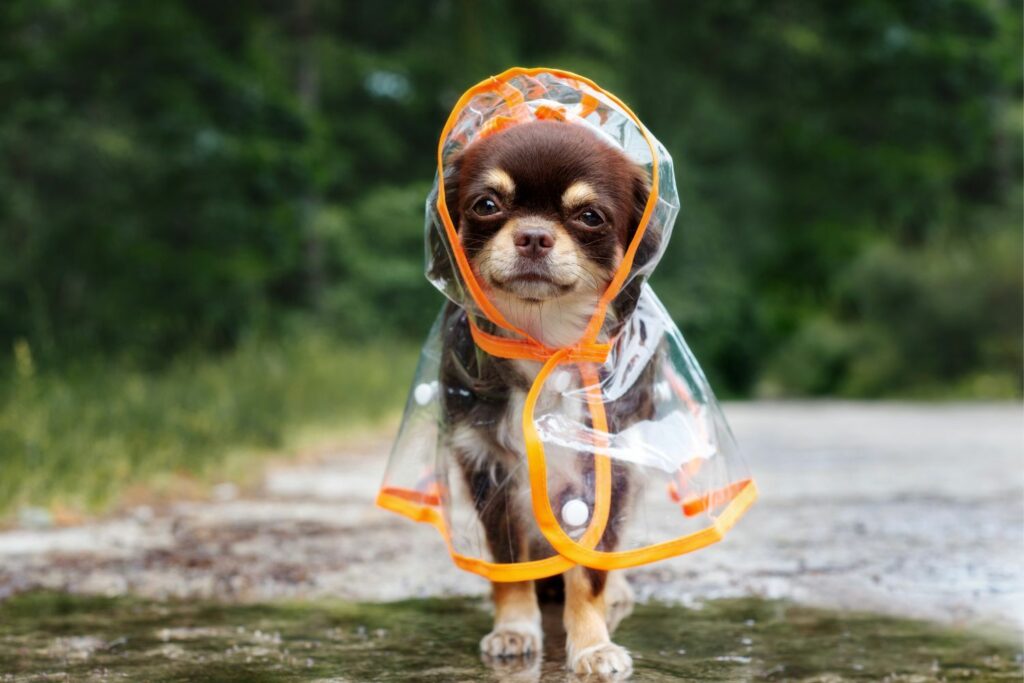 kleiner-hund-regen-herbst