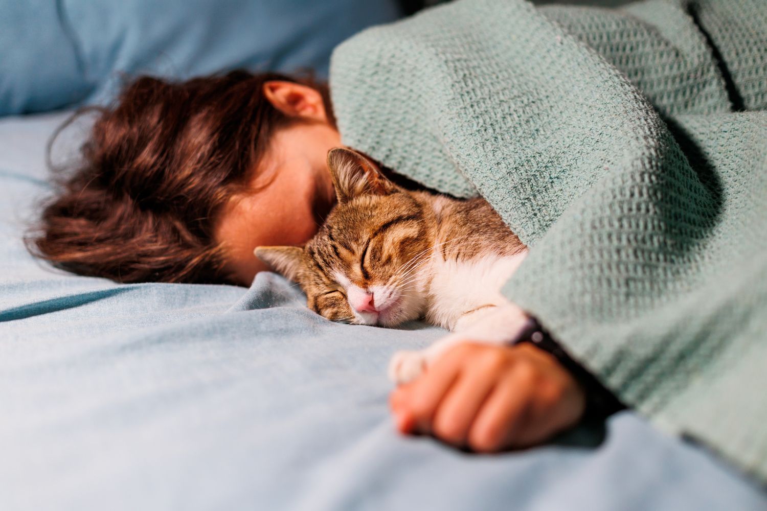 Interessante Fakten über die Schlafgewohnheiten Ihrer Katze