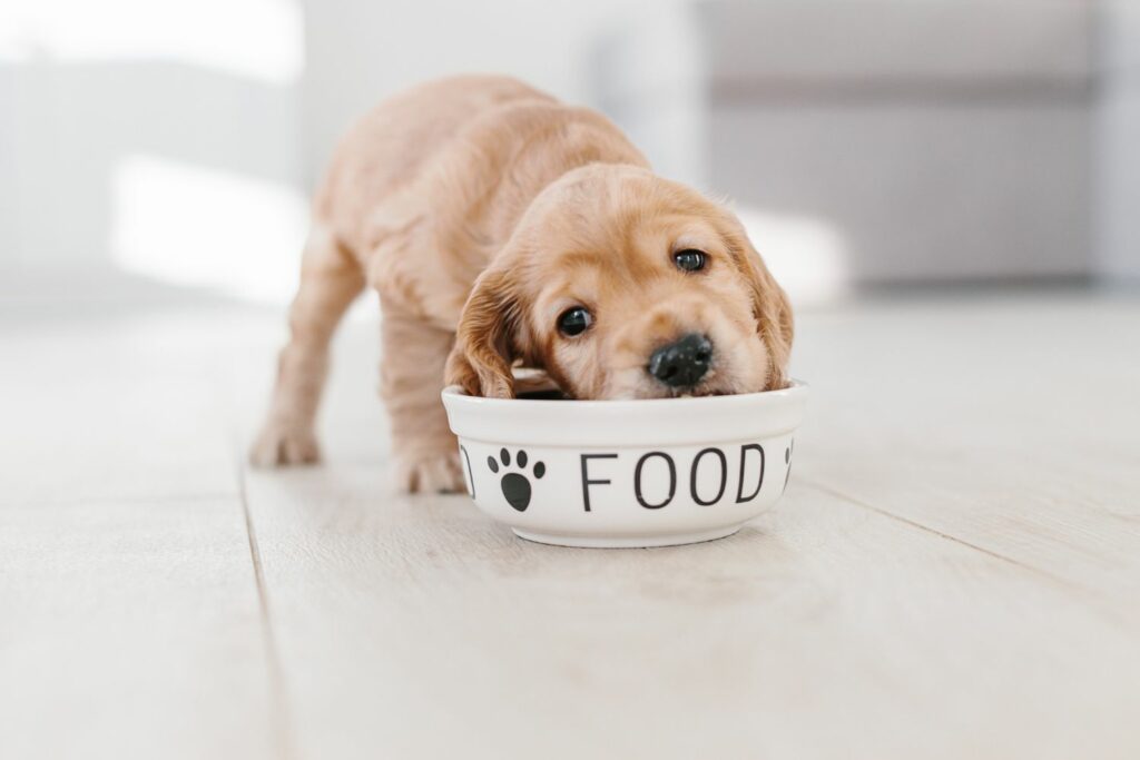 Welpen-Checkliste: Futter