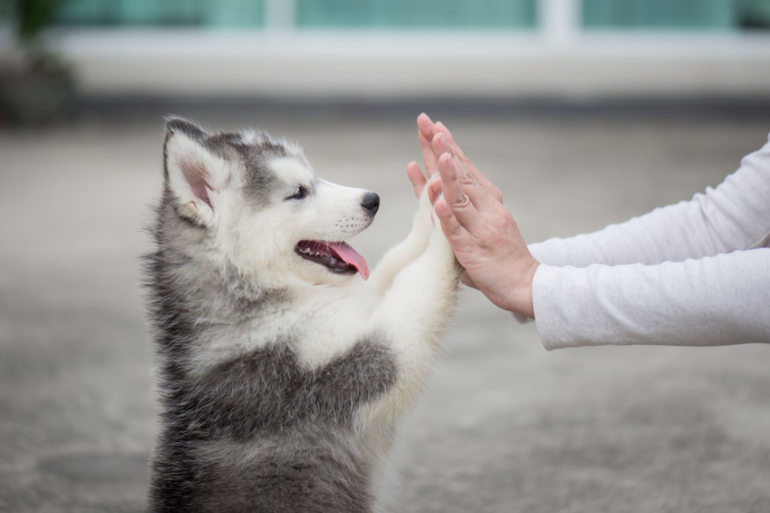 Welpen-Checkliste: 10 Must-Haves für neue Hundeeltern