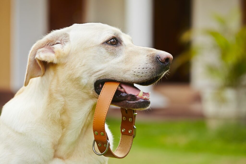 Hundehalsband Material