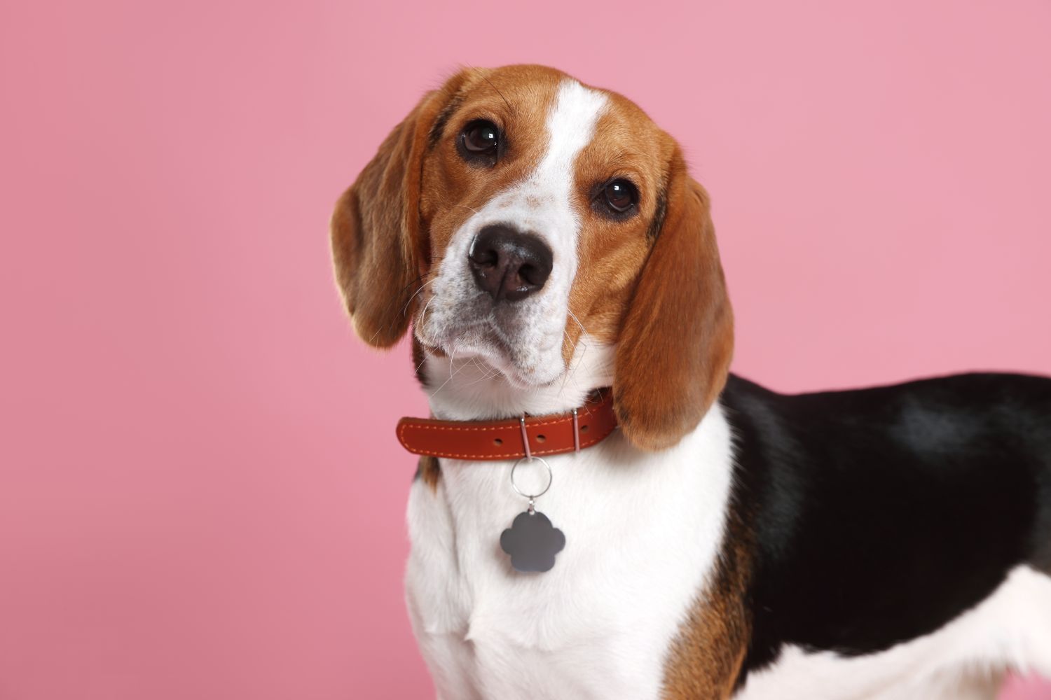 Hundehalsband Ratgeber: Welches Halsband ist das richtige für Ihren Hund?
