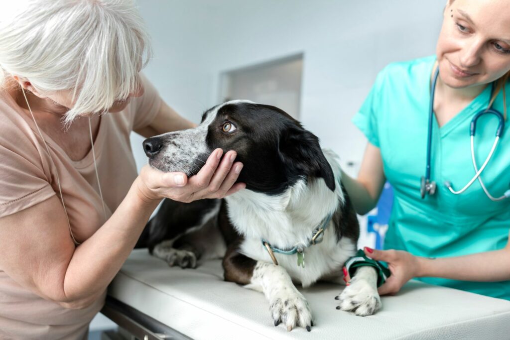 Hund adoptieren: beim Tierarzt