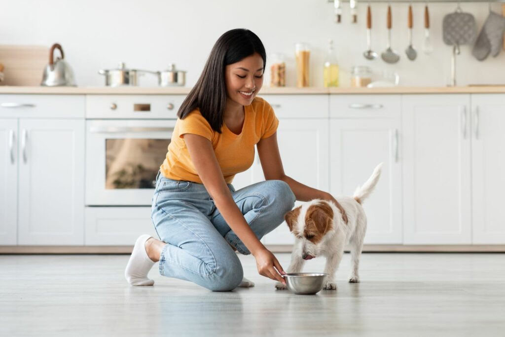 Hund adoptieren: Ernährung umstellen