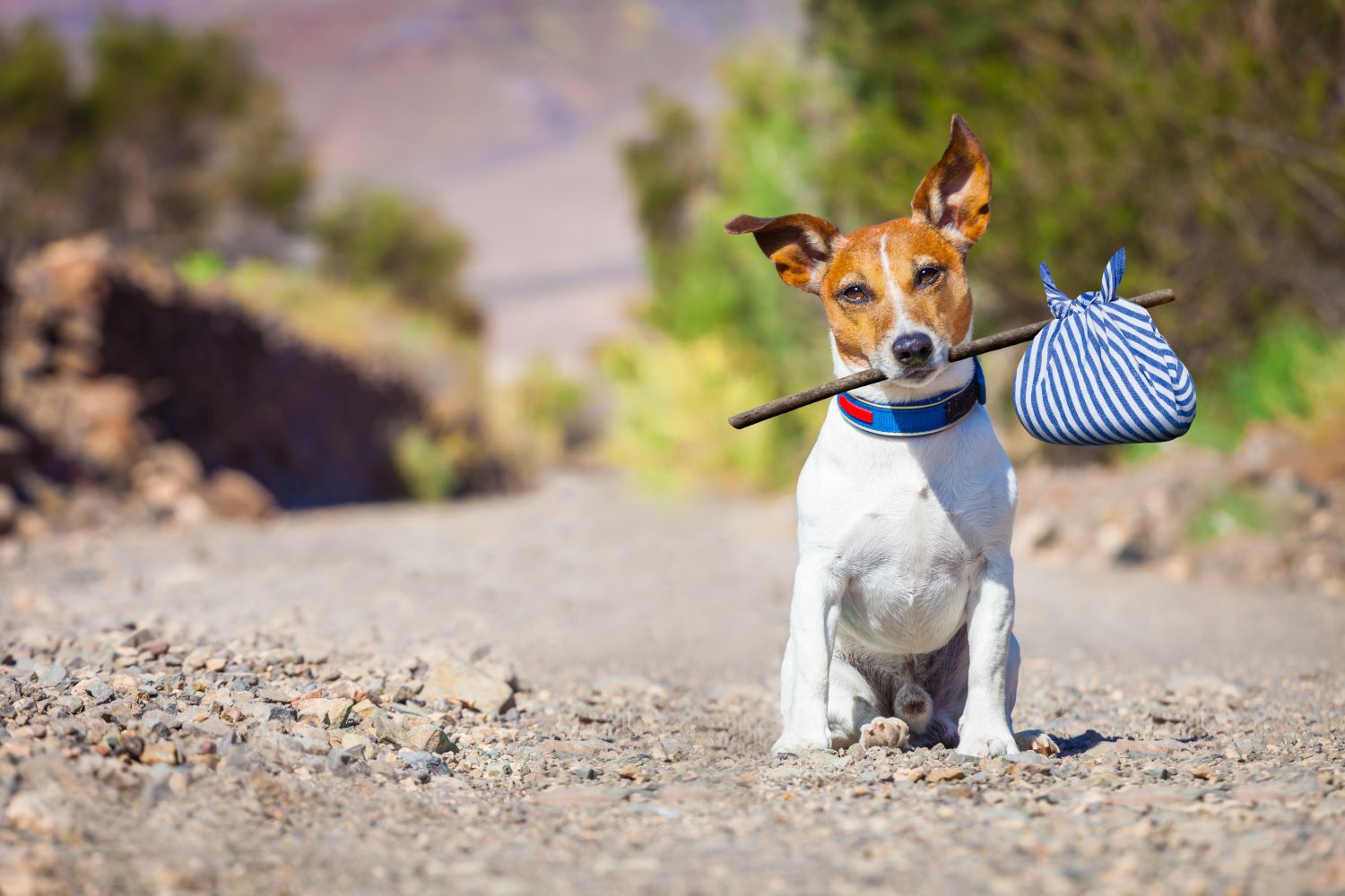 Schenken Sie ein neues Zuhause: Das sollten Sie beachten, wenn Sie einen Hund adoptieren