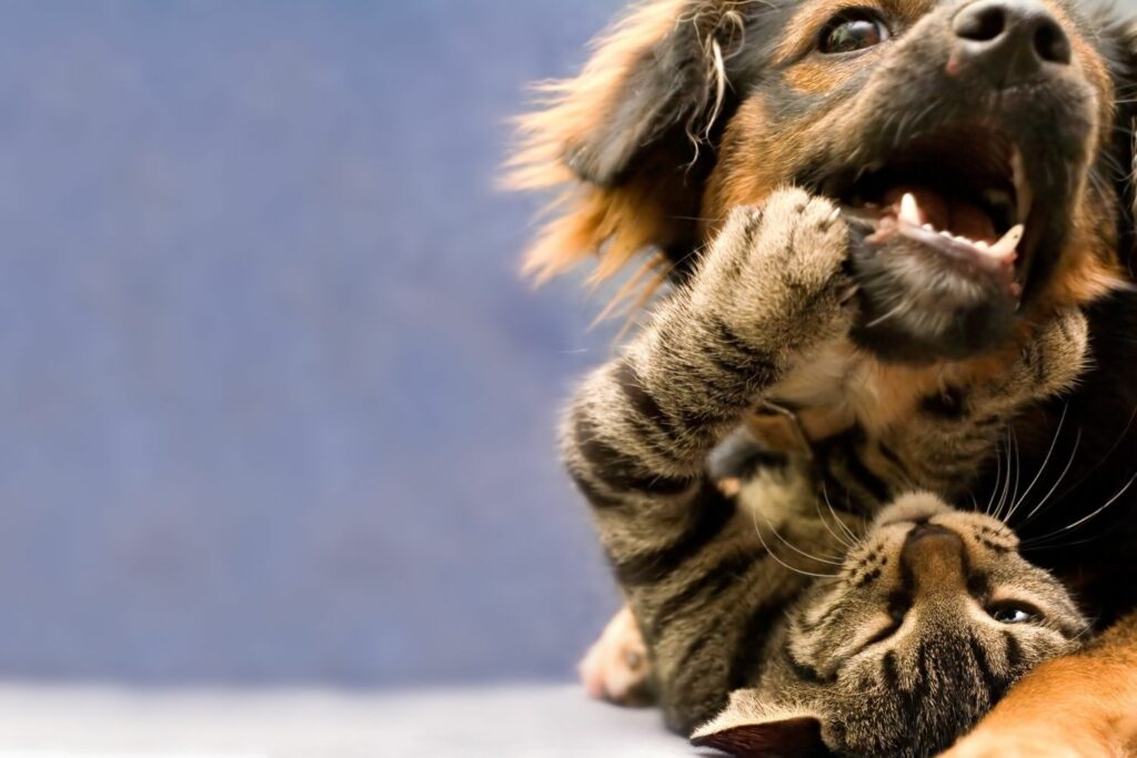 Hund und Katze spielen miteinander
