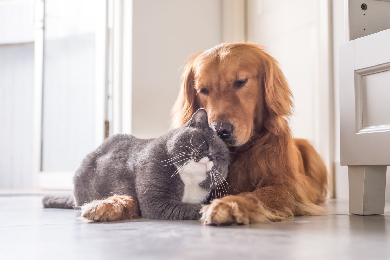 Hund und Katze: hilfreiche Tipps für ein harmonisches Zusammenleben