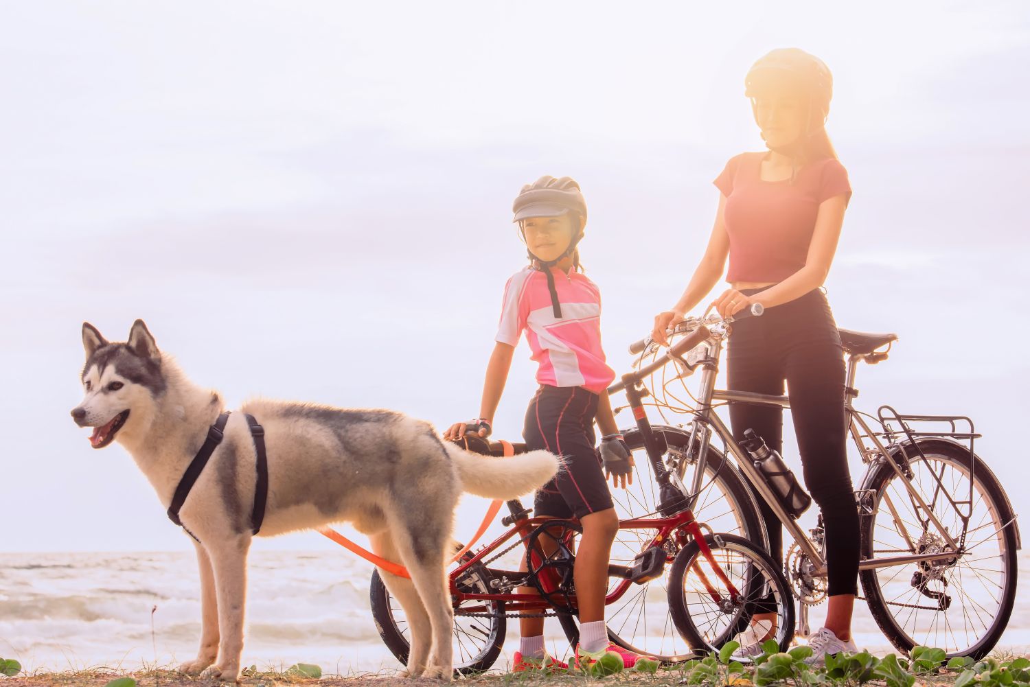 Fahrradtour mit Familie und Hund: Tipps & Tricks für ein gelungenes Abenteuer