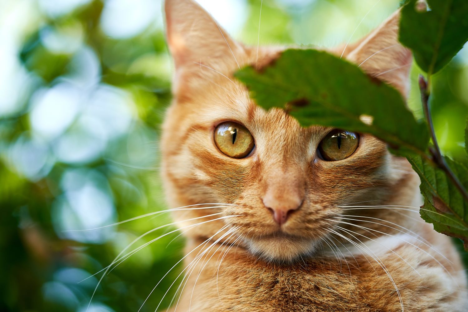 Der Orientierungssinn von Katzen: Findet Ihr Vierbeiner wieder nach Hause?