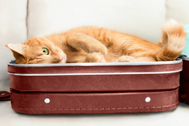 Urlaub mit Katze