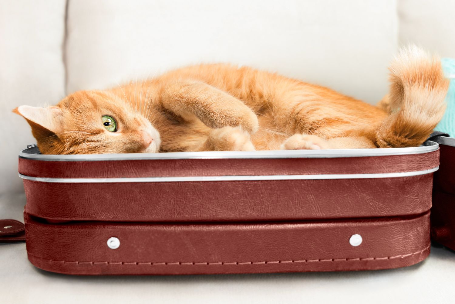 Urlaub mit Katze 8 Tipps für eine erfolgreiche KatzenReise
