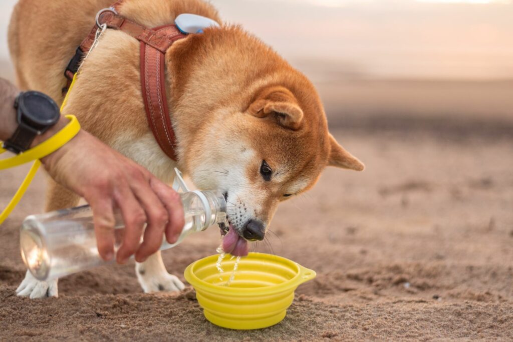 Wandern mit Hund: Wasser