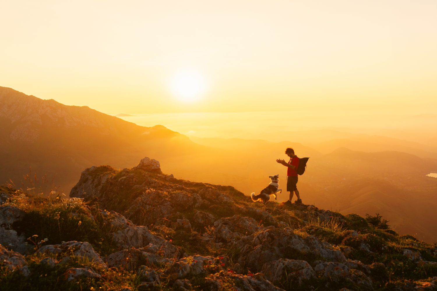 Wandern mit Hund: Experten-Tipps für sicheres Trekking mit Ihrem Vierbeiner