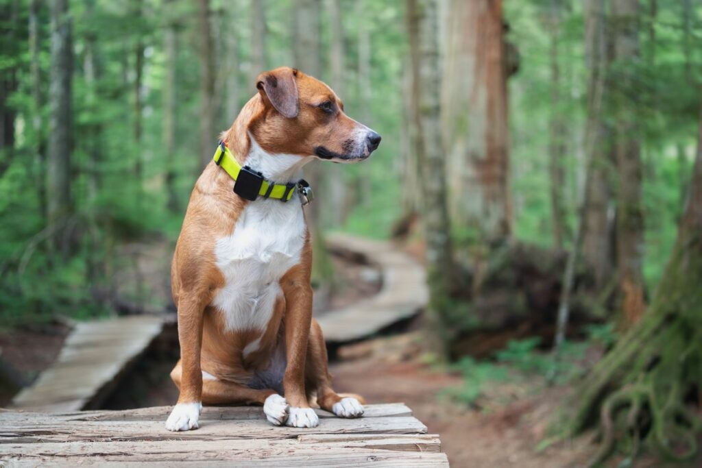 Haustiere werden häufig mit einem GPS Tracker ausgestattet
