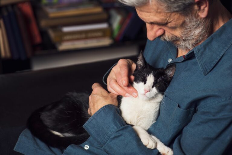 Senior Katzenpflege
