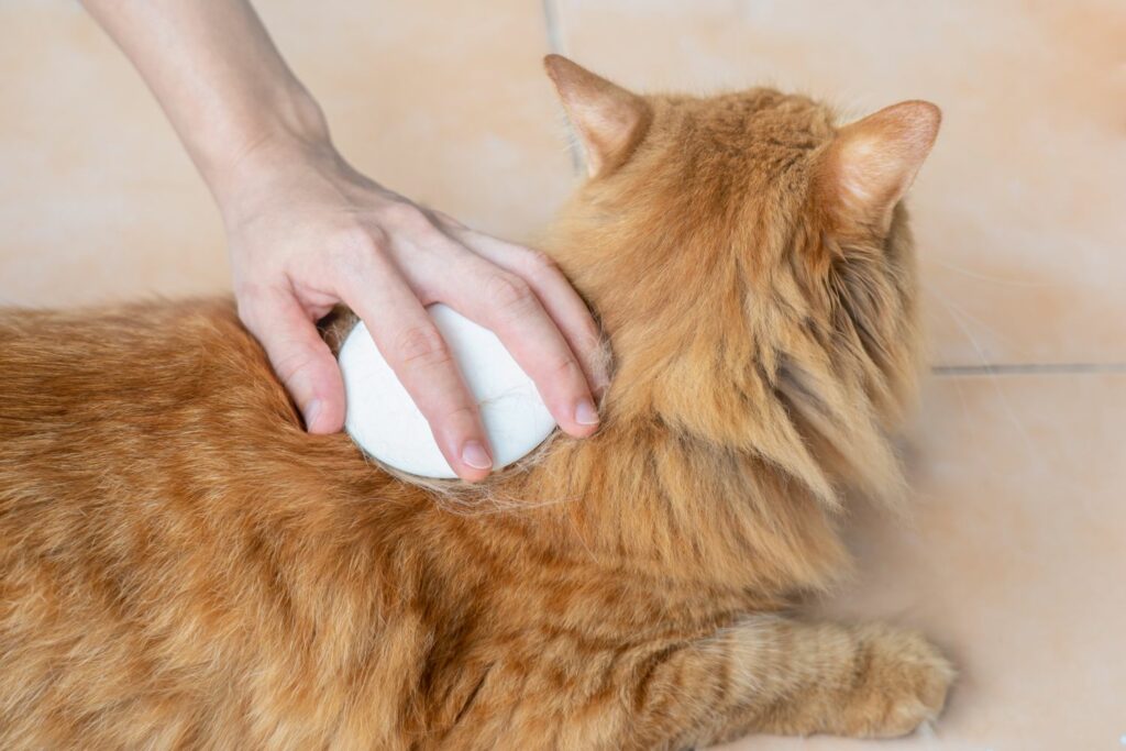 Senior Katzenpflege: Pflege