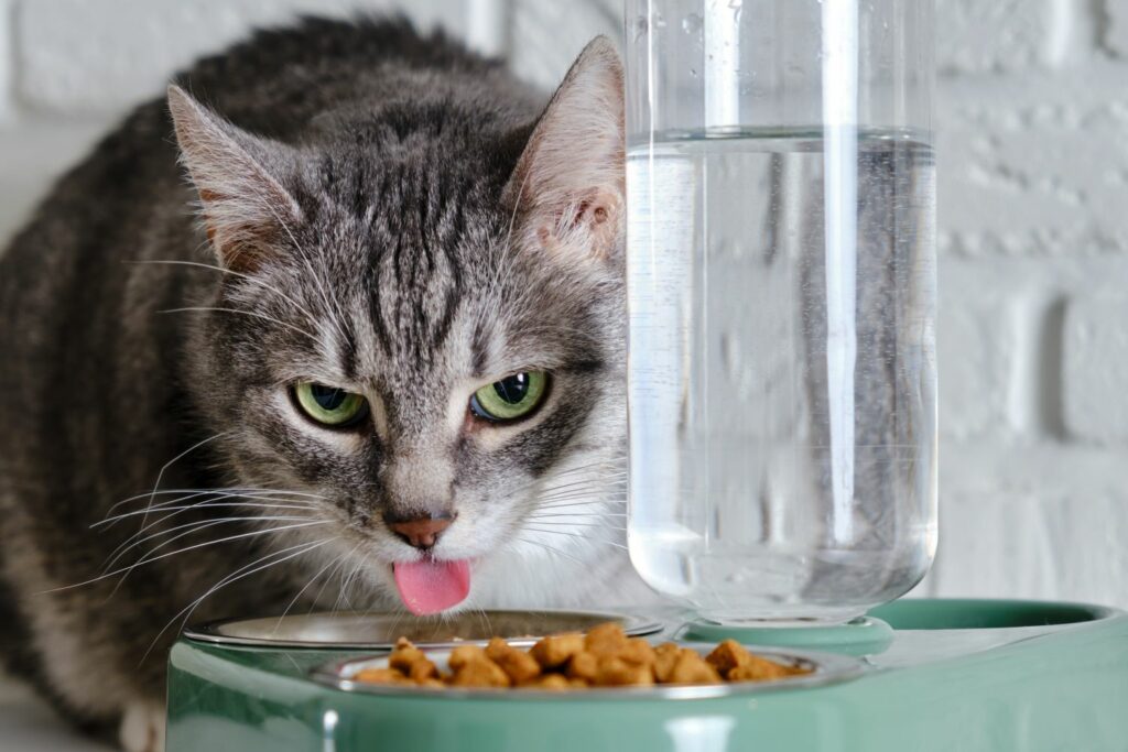 Senior Katzenpflege: Futter
