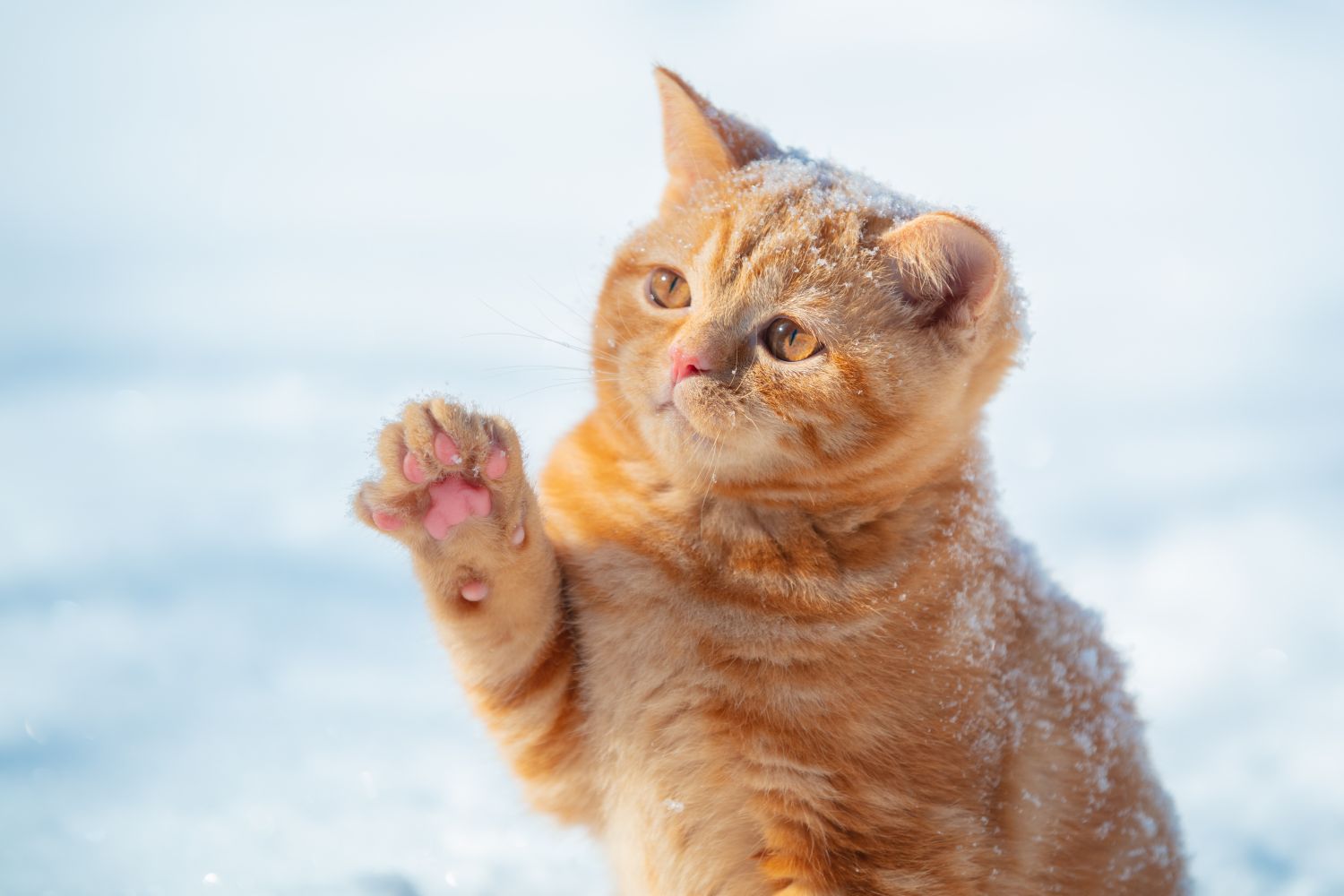 So schützen Sie Ihre Katze im Winter: Tipps für Sicherheit und Wohlbefinden