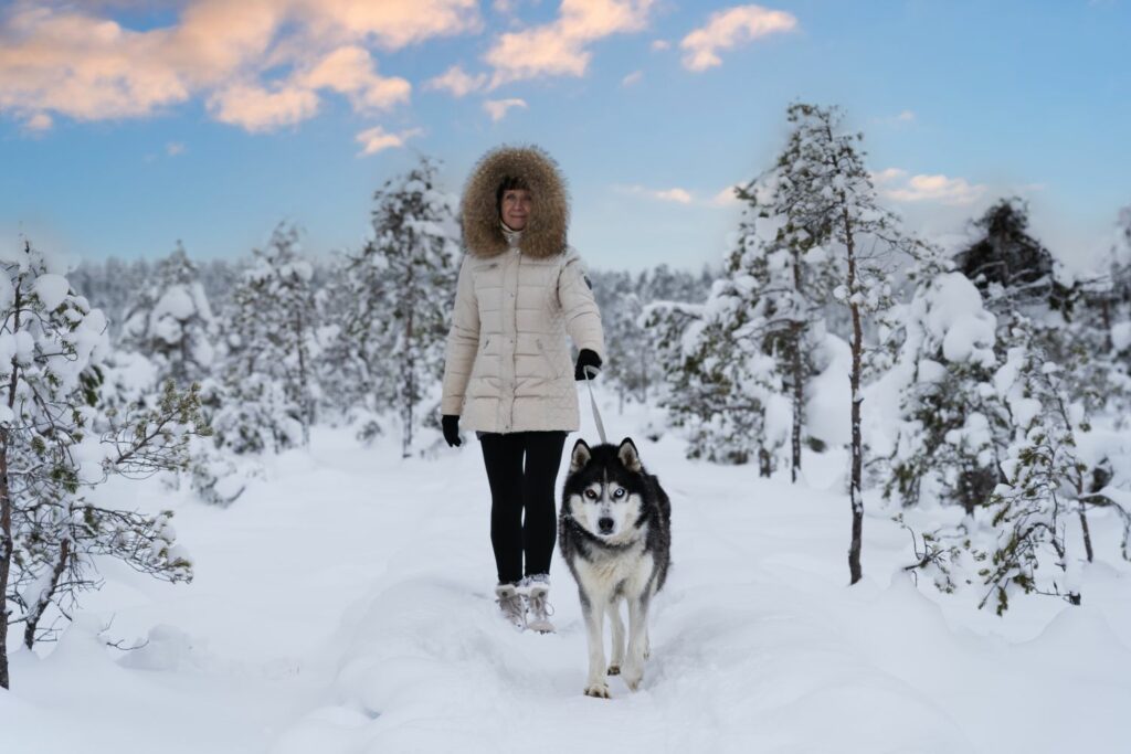 Winterspaziergang mit Hund: Husky