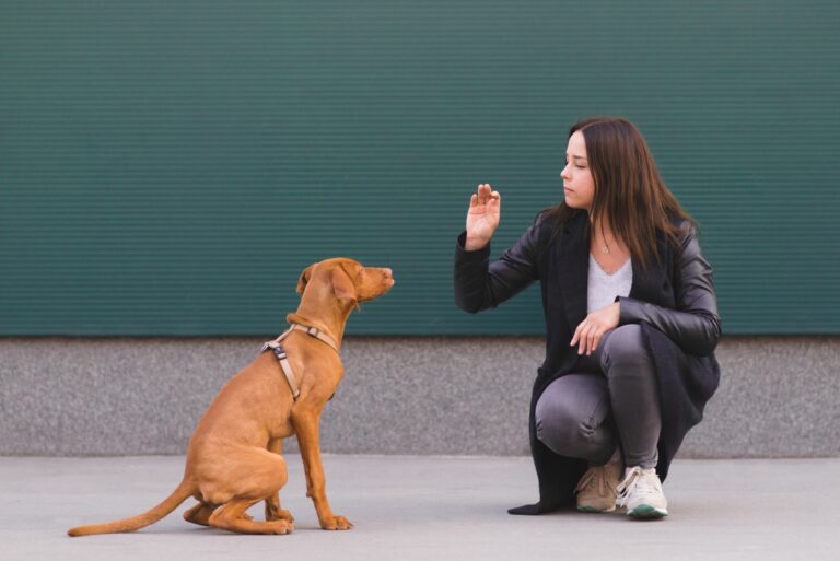 Hundetraining