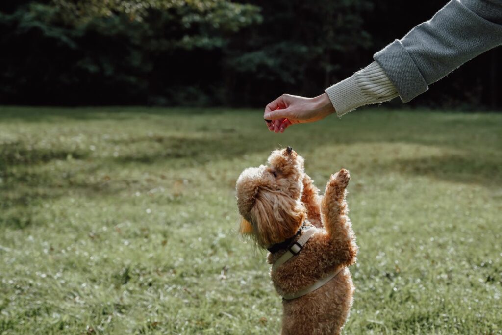 Hundetraining: Belohnung