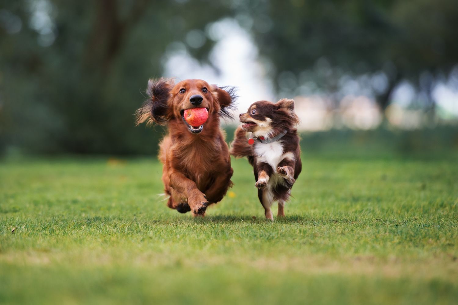 Der perfekte Hunde-Auslauf: Bewegung nach Maß für jeden Typ