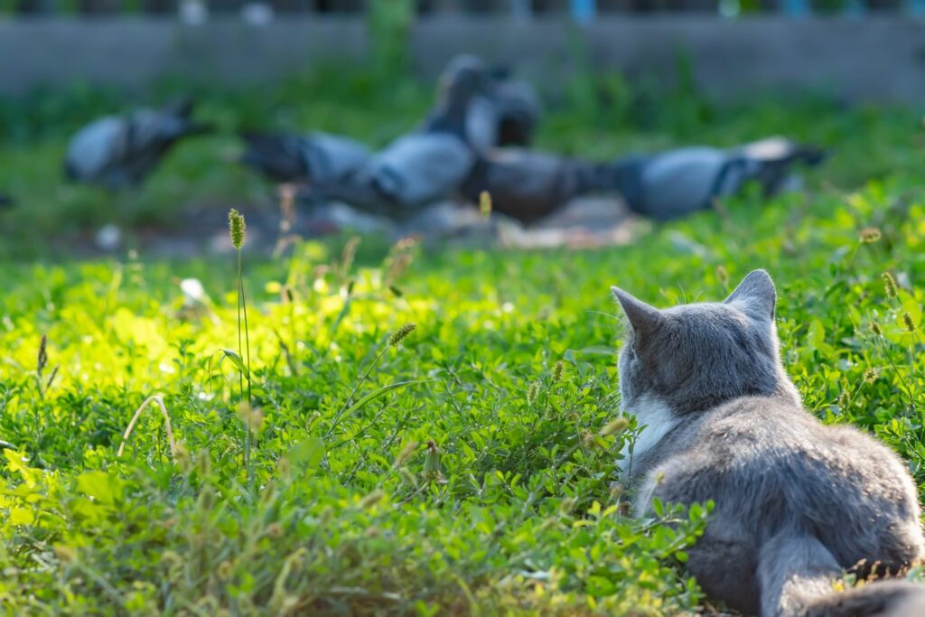 Jagdverhalten von Katzen: Lauern 
