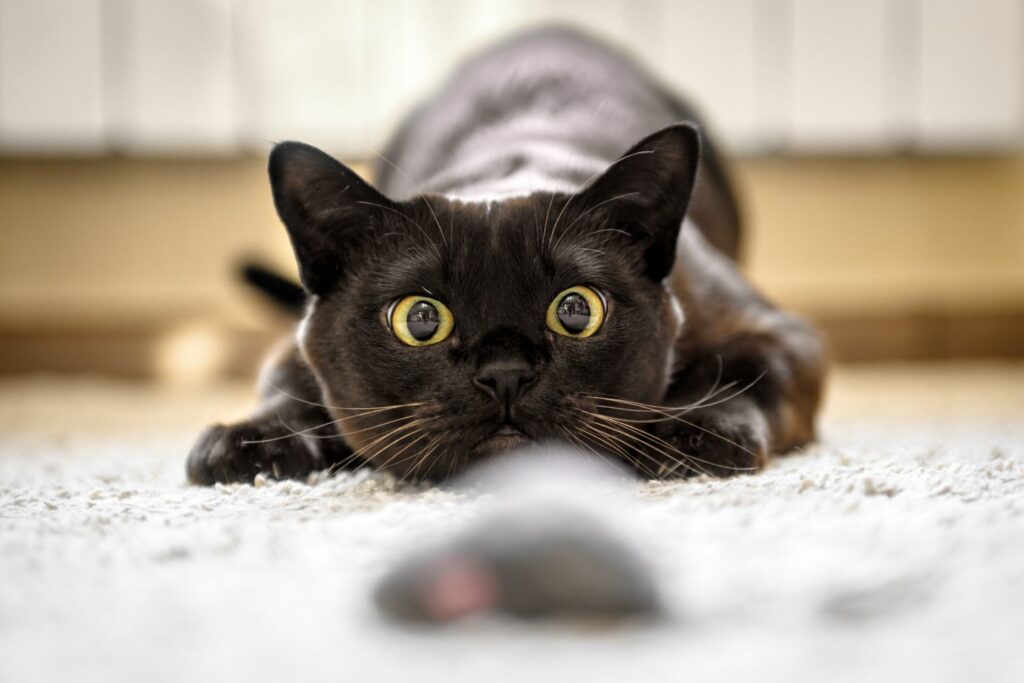 Jagdverhalten von Katzen: Spiel