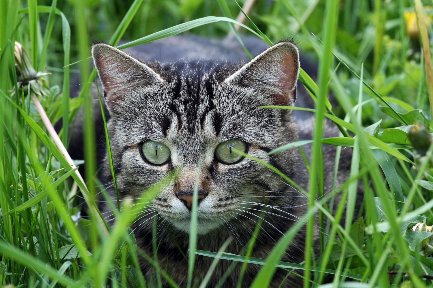 Das Jagdverhalten von Katzen: Warum jagt Ihr Stubentiger auch trotz vollem Futternapf?