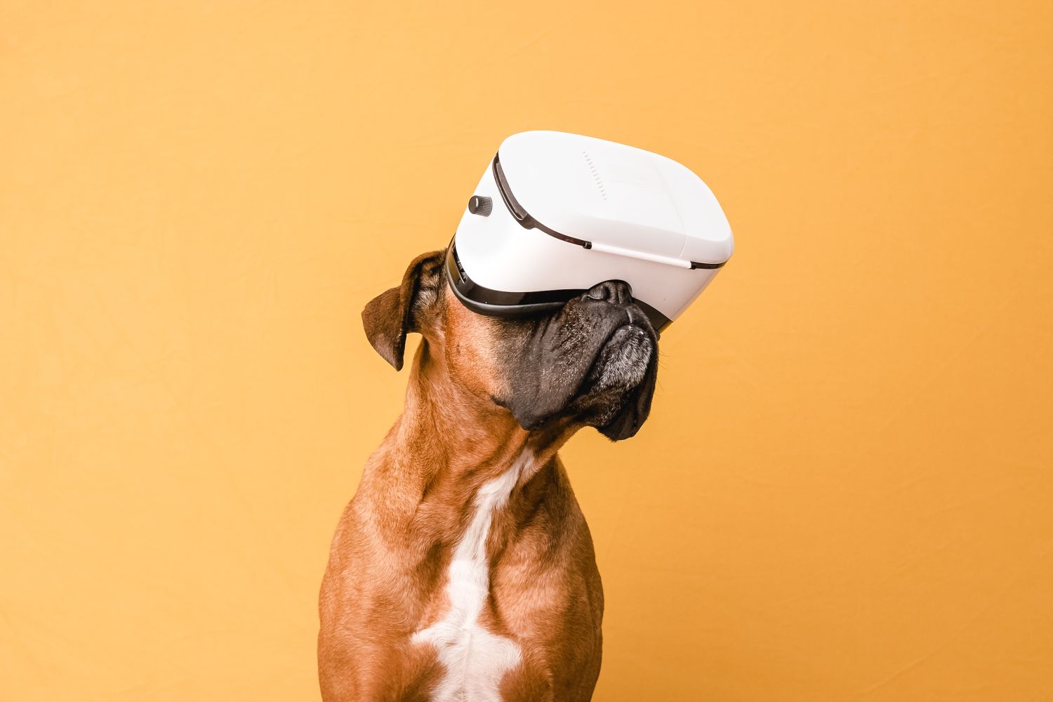 Die besten Haustier-Gadgets 2026: Innovation für Hunde und Katzen